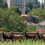 Des moutons pour tondre en ville, vrai gain pour l’environnement ?