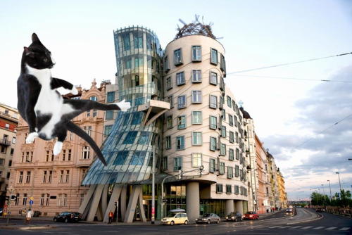 tumblr_m1v1l5eZoB1rsiucno1_500