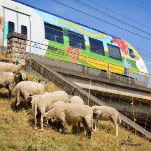 La SNCF a fait appel à une société d’éco-pâturage pour entretenir les talus - Crédit : Lou Photography