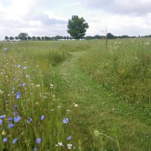 Un exemple de "gestion différenciée" d'un espace