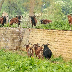 Moutons broutant dans le parc de la Citadelle, à Lille - M.Libert / 20 Minutes