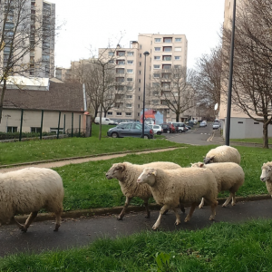 Pastoralisme Urbain - Les Berges Urbains - Photo Guillaume Leterrier